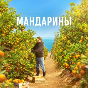 Иконка канала Мандарины | PREMIER