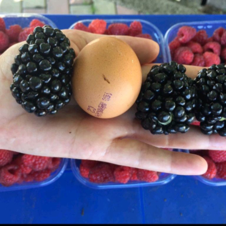 Иконка канала Малина , Ежевика , Голубика ,Смородина ,Саженцы.