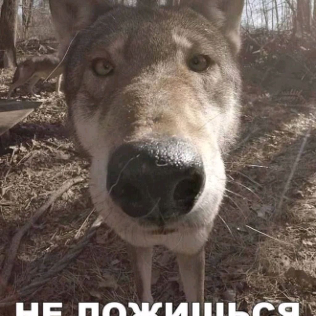 Иконка канала ferax.rutub