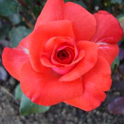 Иконка канала Дом и Дача