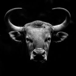 Иконка канала Taurus