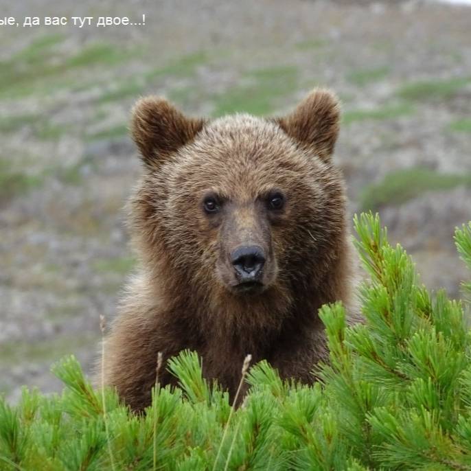 Иконка канала @Rodnik1950