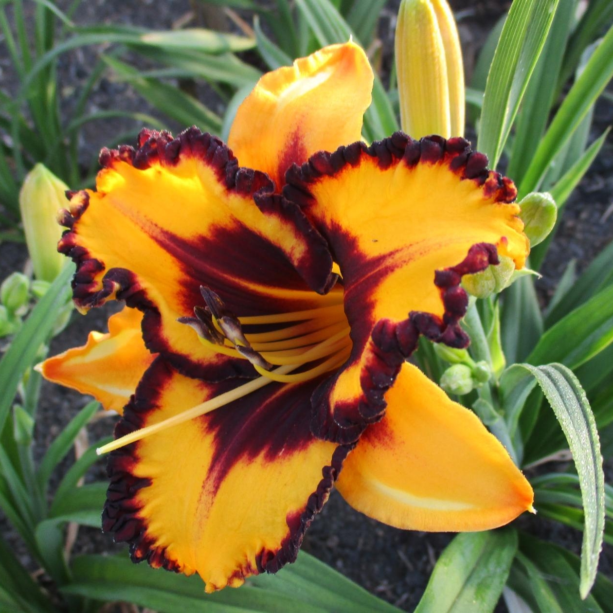 Иконка канала МОИ ПОСАДКИ. МОЙ САД. Татьяна Аксёнова