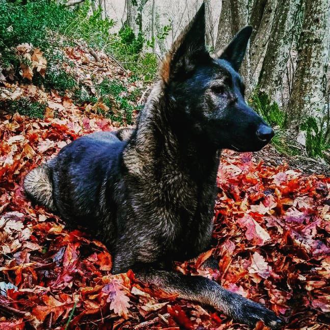 Иконка канала Этот dog ищет home