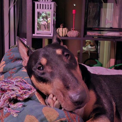 Иконка канала Маргарита Дачница с собачкой