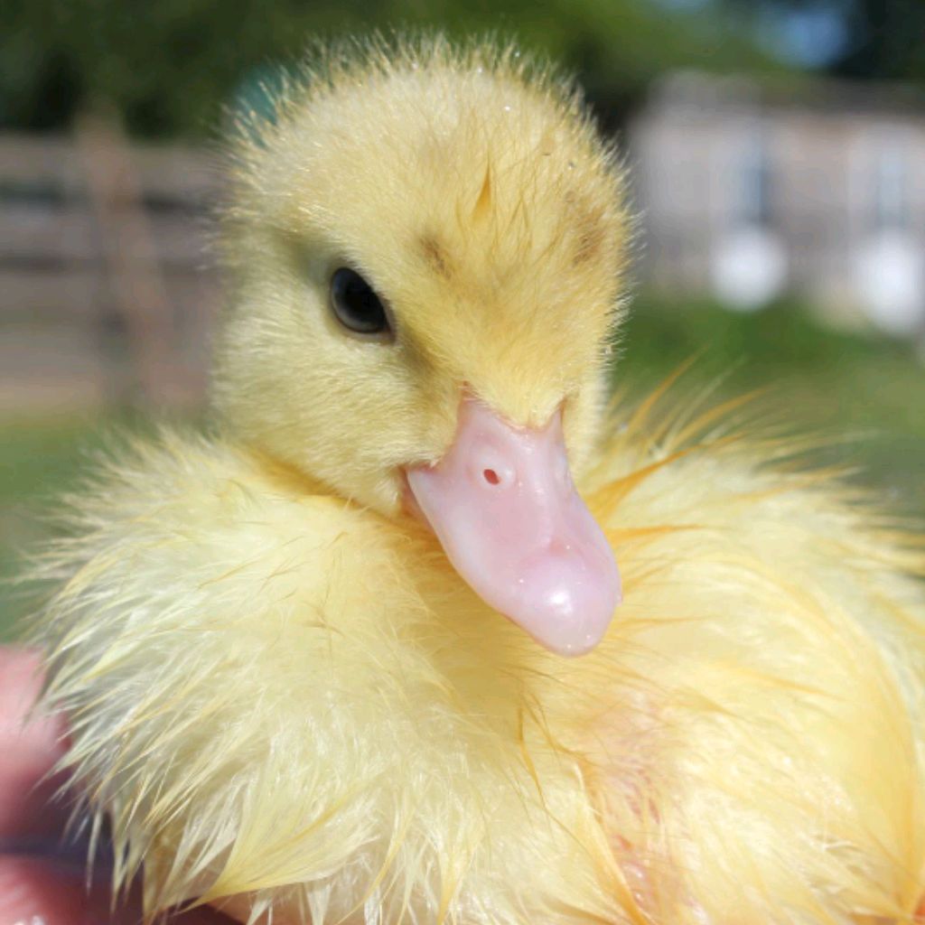 Иконка канала Крестьянский Дворик