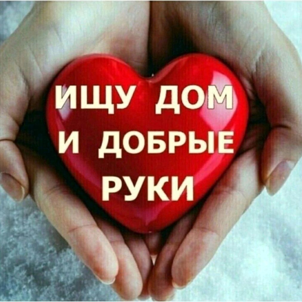 Иконка канала Ищу Дом и добрые руки.