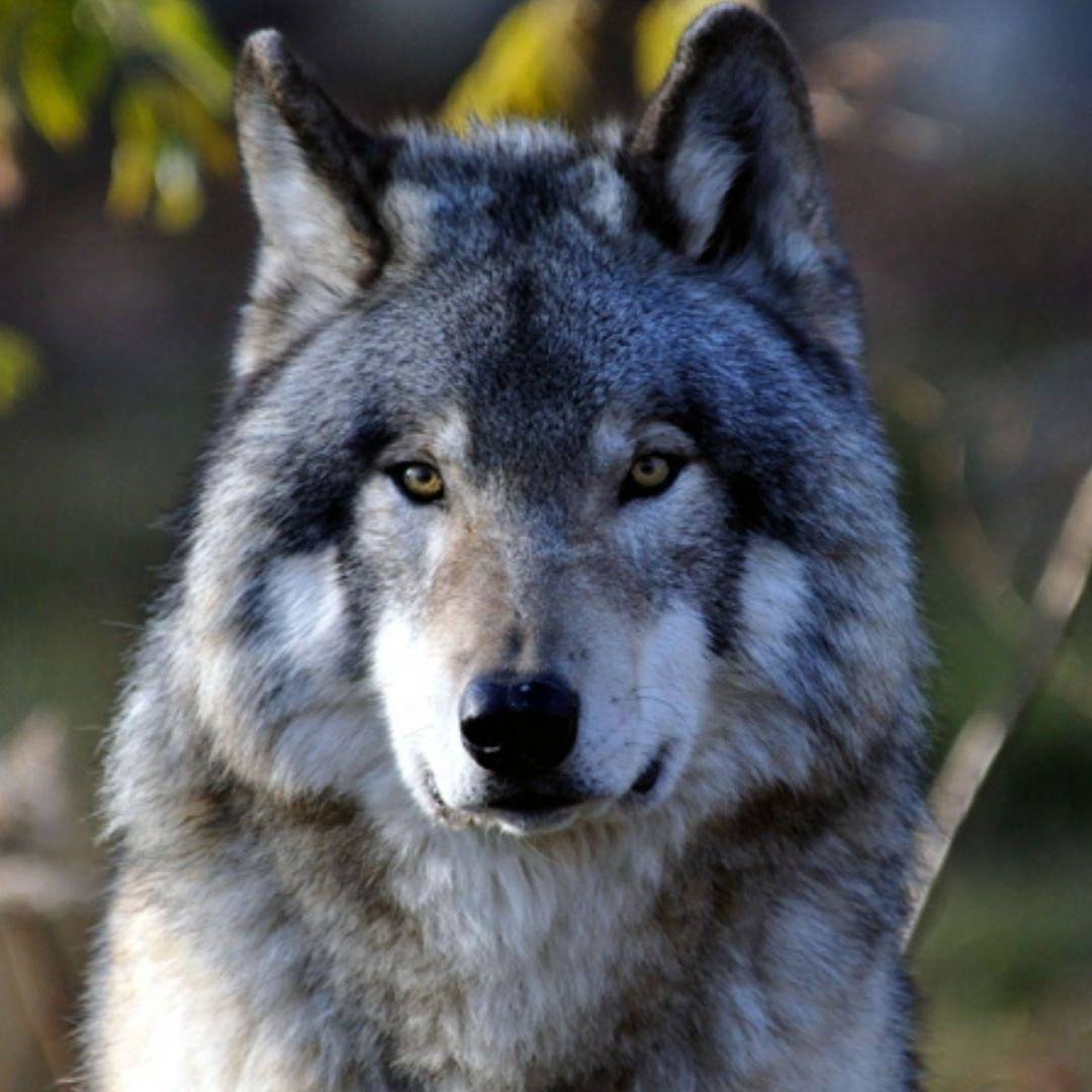 Иконка канала Волк Руси