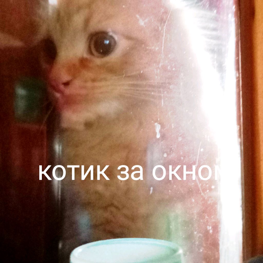 Иконка канала Барсик и рей