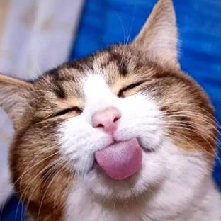 Иконка канала Прикольные Коты