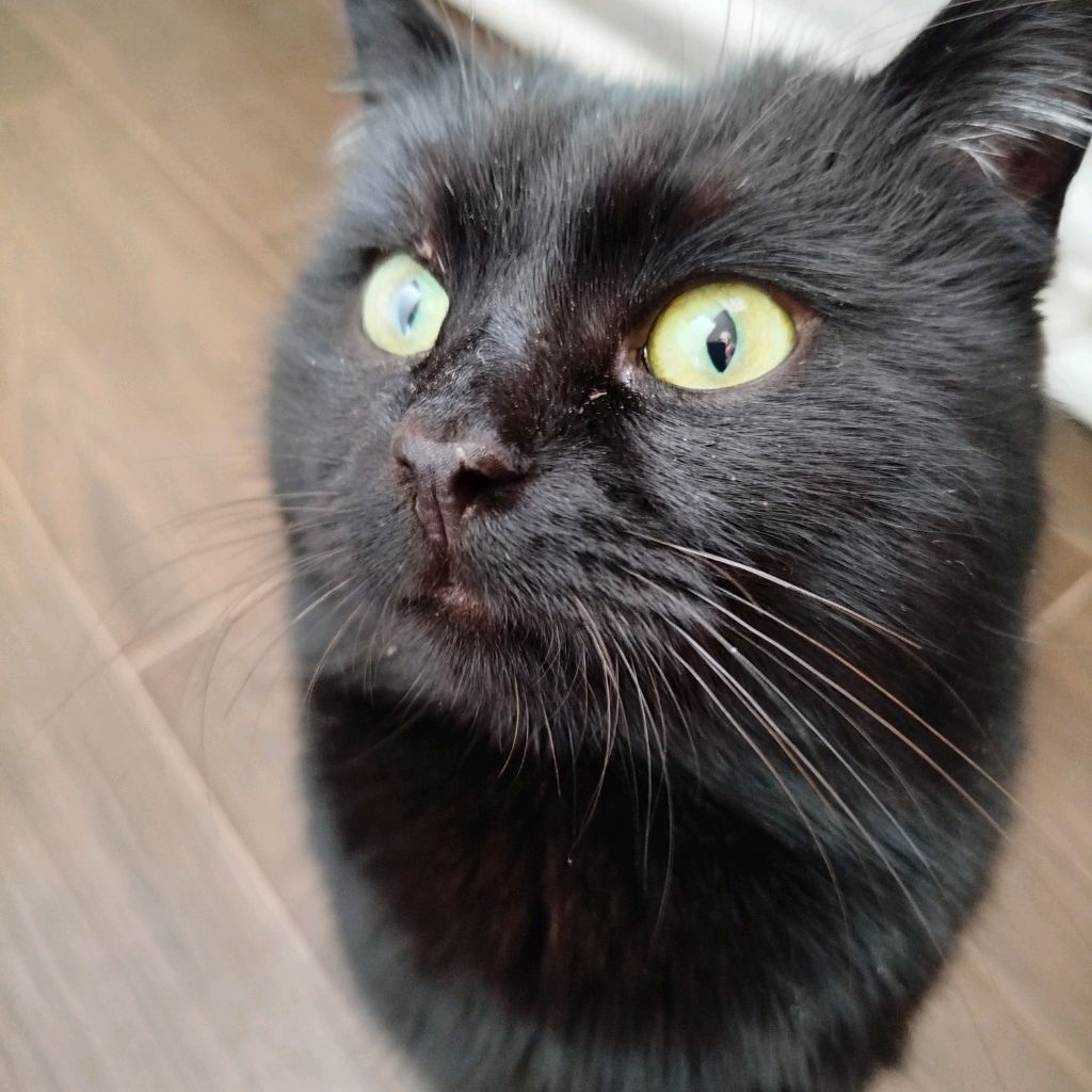 Иконка канала Черныш и Финик