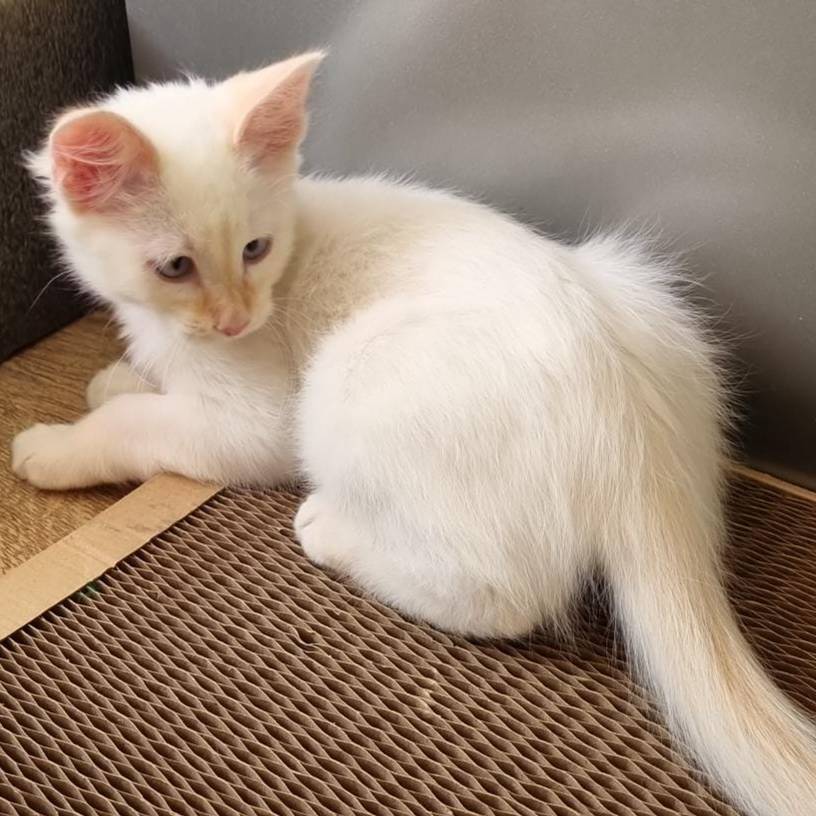 Иконка канала Скибиди чапик