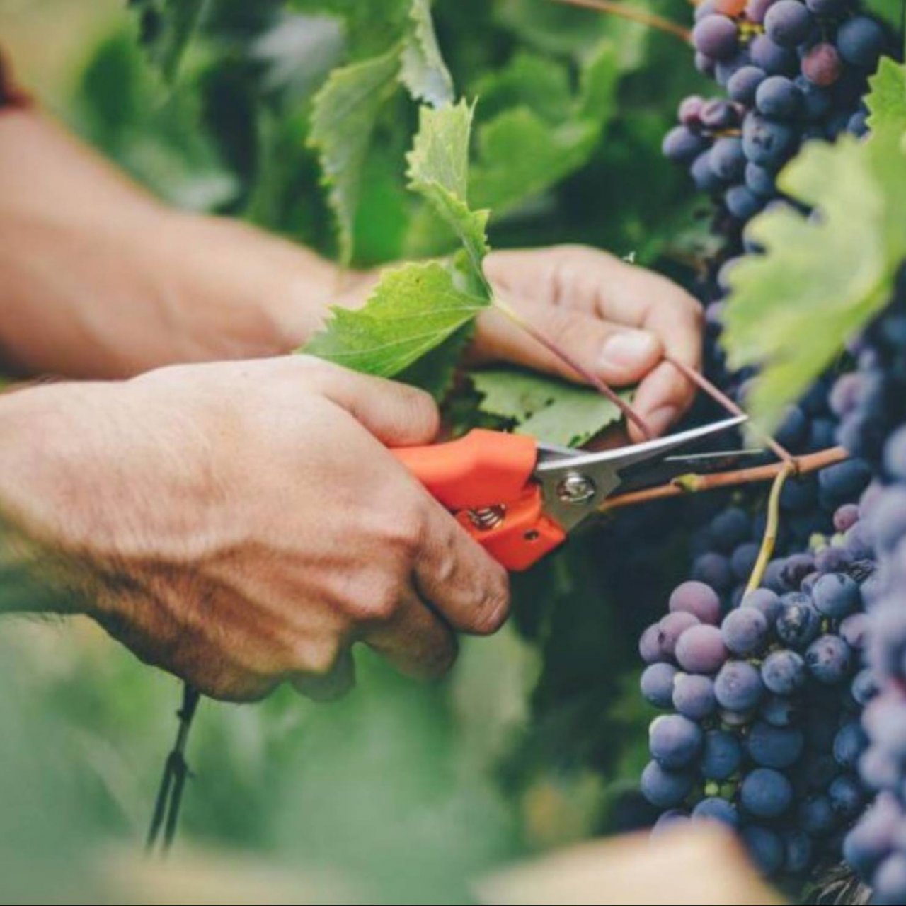 Иконка канала Виноградинка