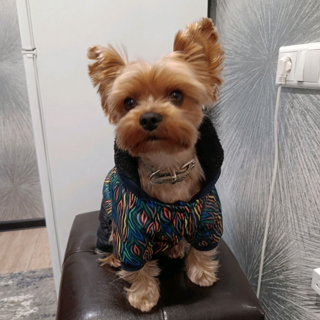 Иконка канала буба йорк