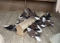 Иконка канала Голуби Коткова А.П., г. Бугуруслан