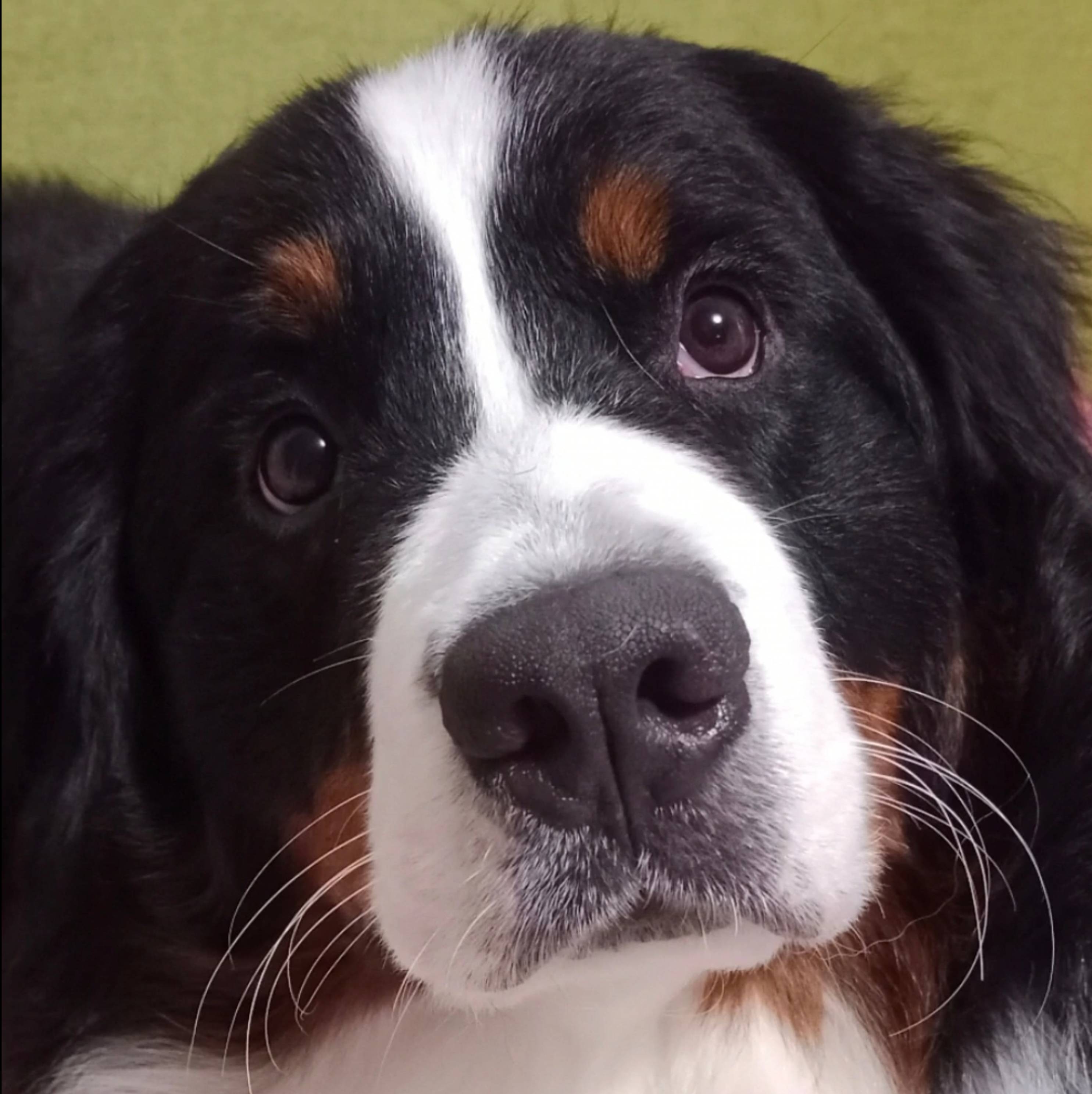 Иконка канала Silk Griffon питомник #рэгдолл