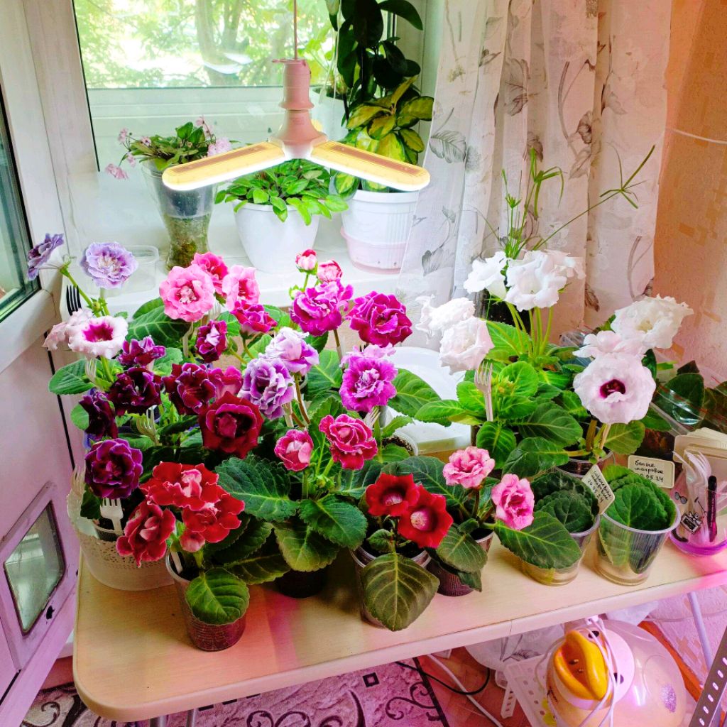 Иконка канала Дом глоксиний, орхидей, и других цветов 🌸