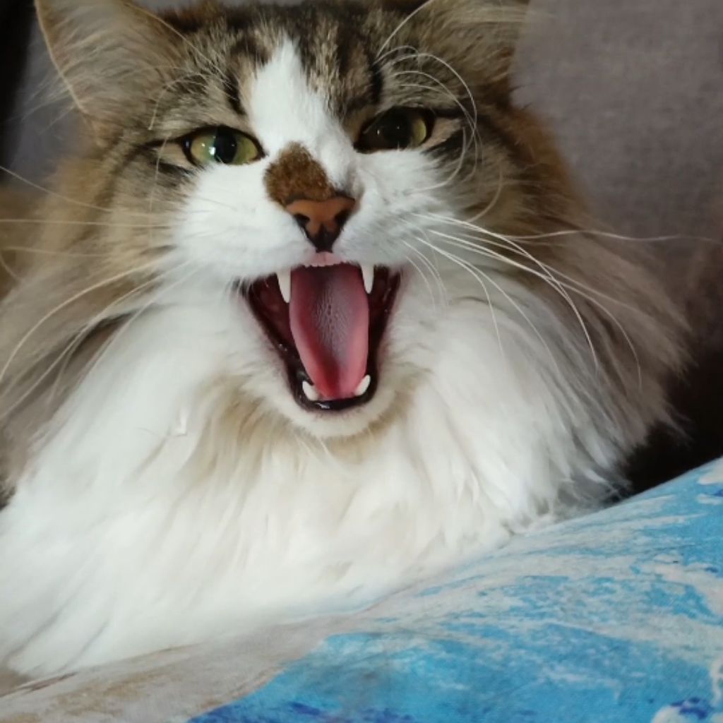 Иконка канала Юмор, Музыка, Кошки.