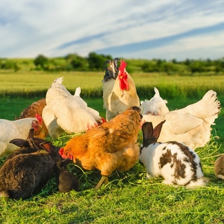Иконка канала Деревенская Жизнь в городской черте