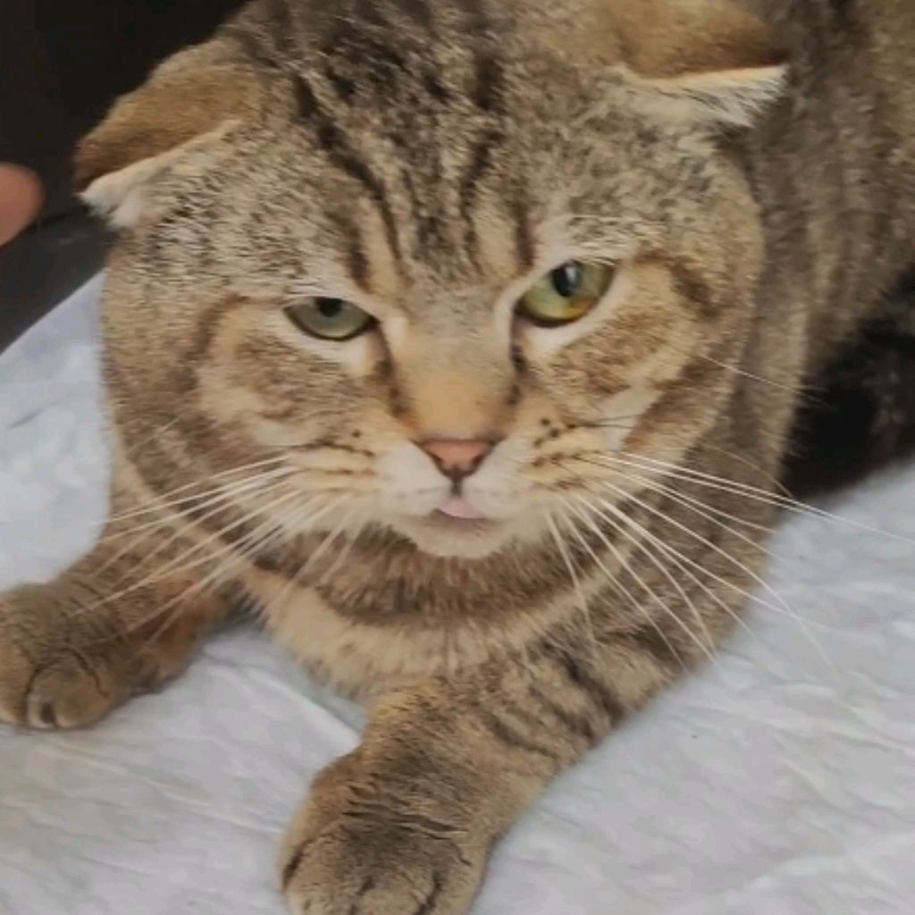 Иконка канала Елена Симакина