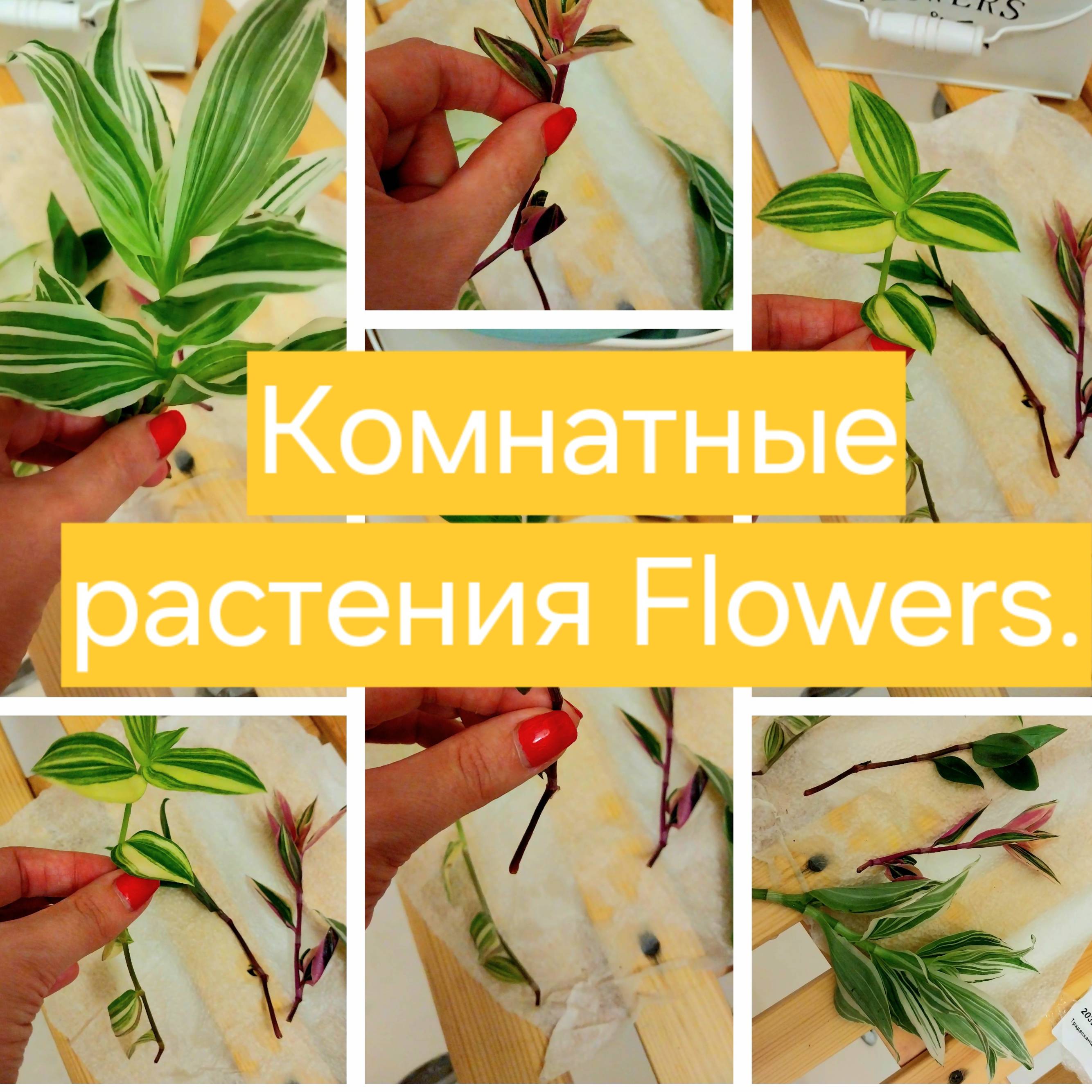 Иконка канала Комнатные растения Flowers & Вкус Жизни.