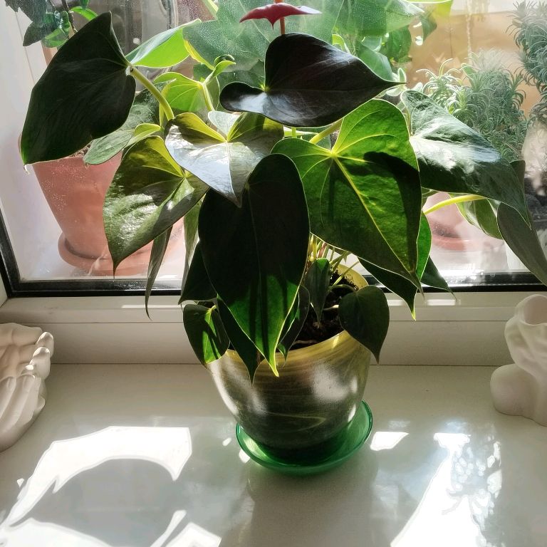 Иконка канала 🌿🍋🌵ЭКЗОТИКОН🌵🍋🌿