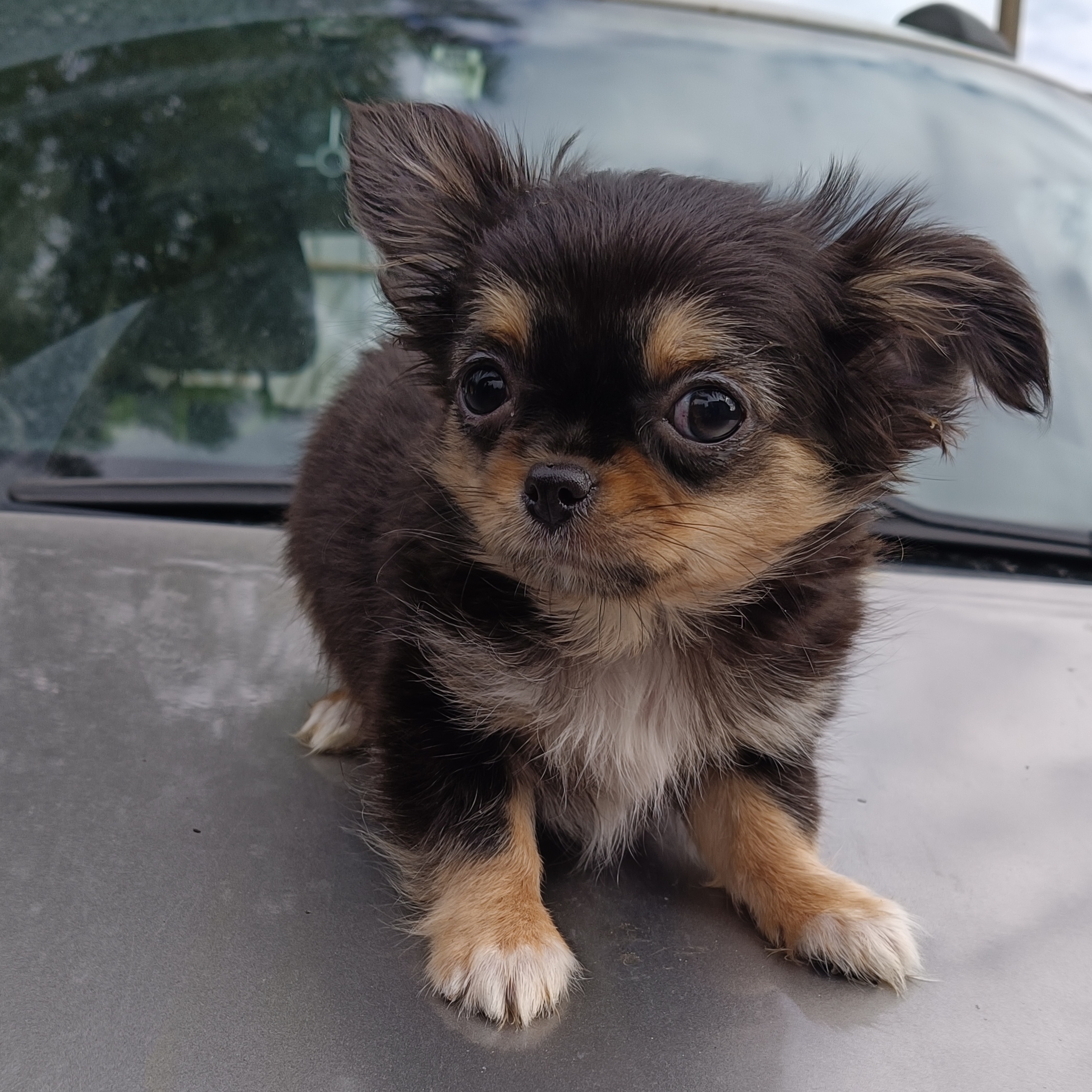 Иконка канала Звезда Анастасии