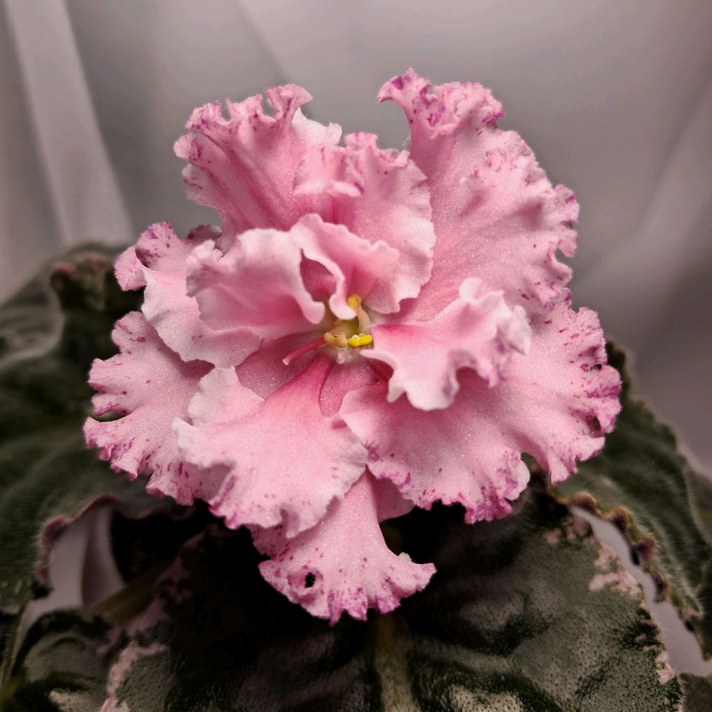 Иконка канала Фиалки: не так - как у всех, а так - как у меня!