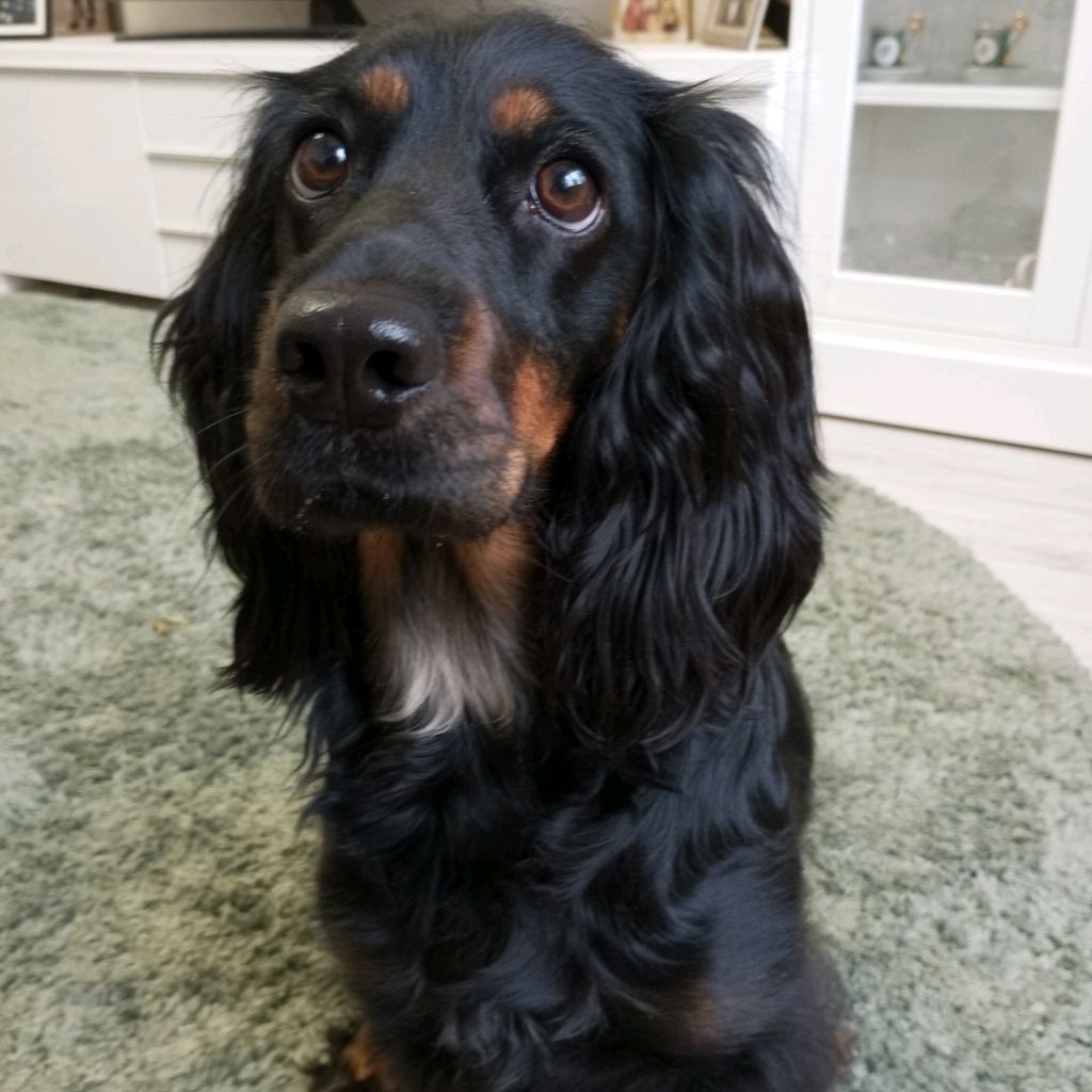 Иконка канала Спаниелька Лилечка