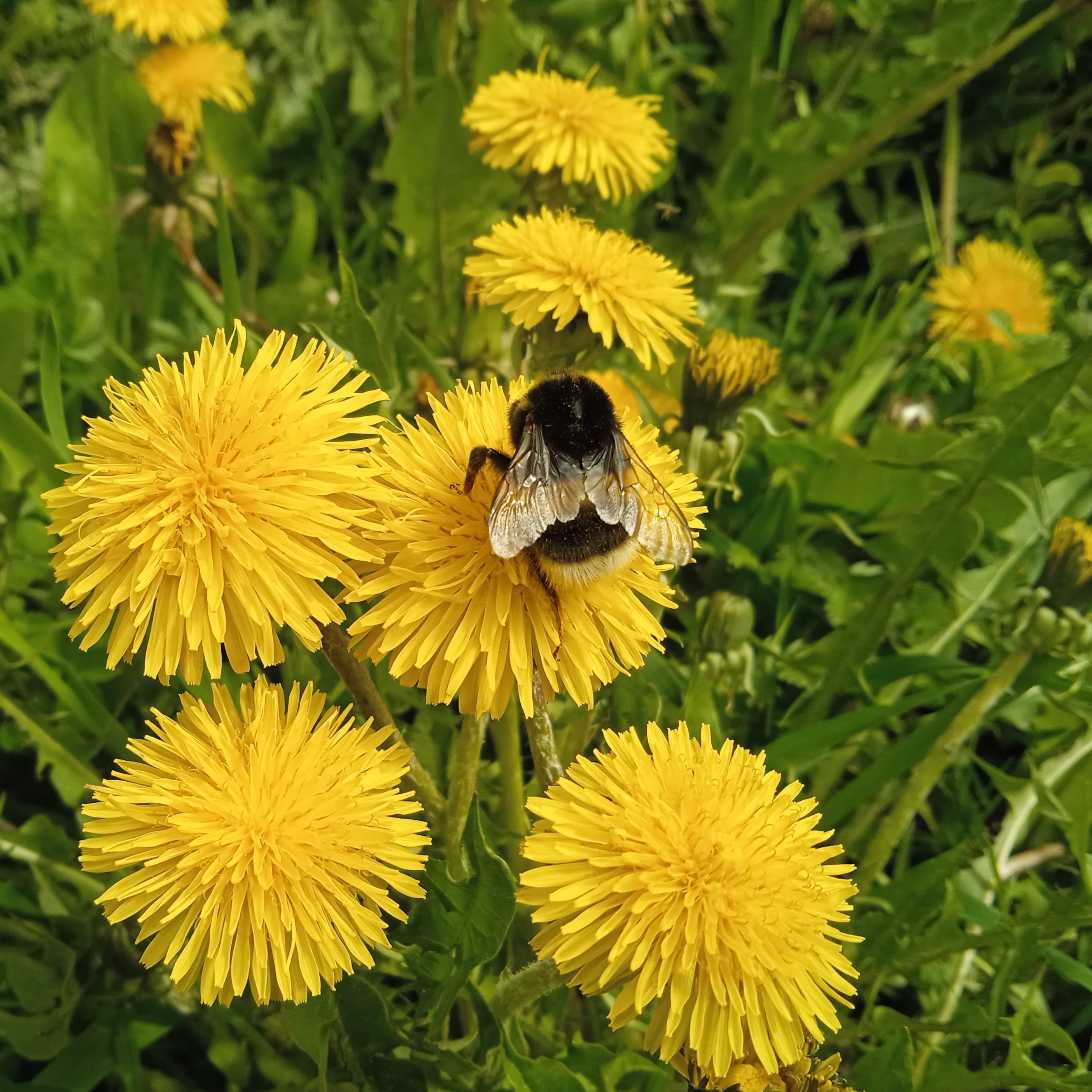 ДОМИК В ДЕРЕВНЕ