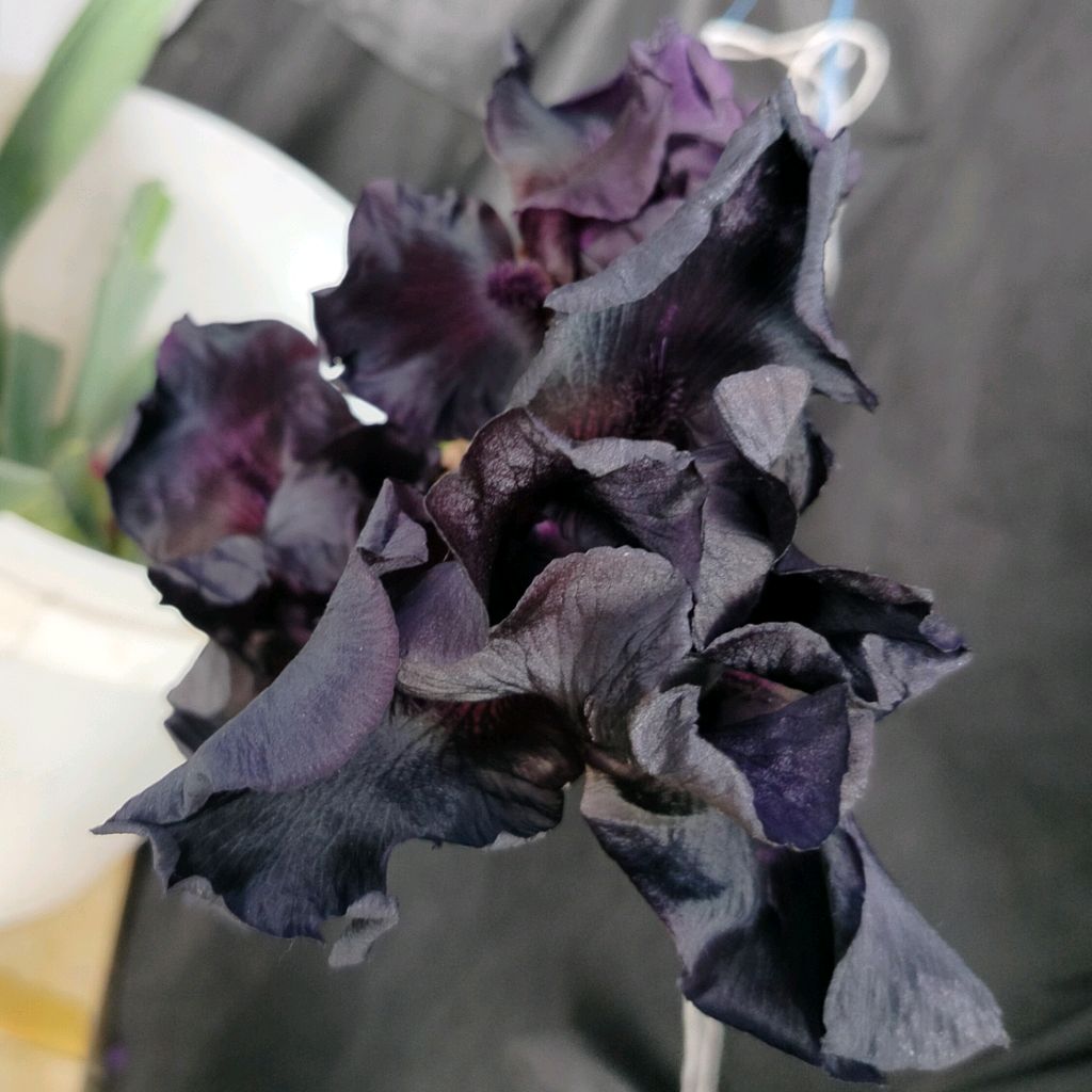 Иконка канала Вадим Цветоман