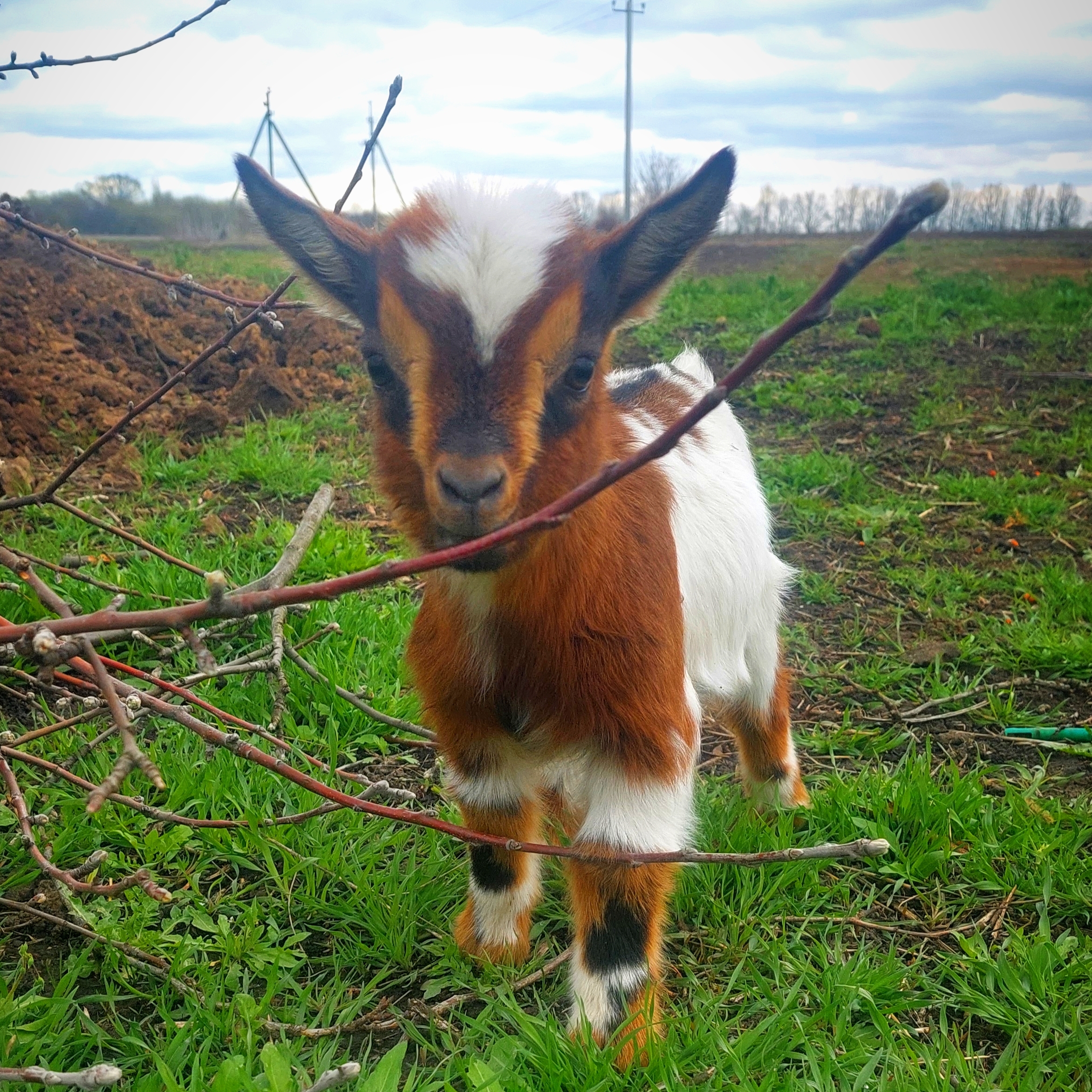 Счастливы В Деревне