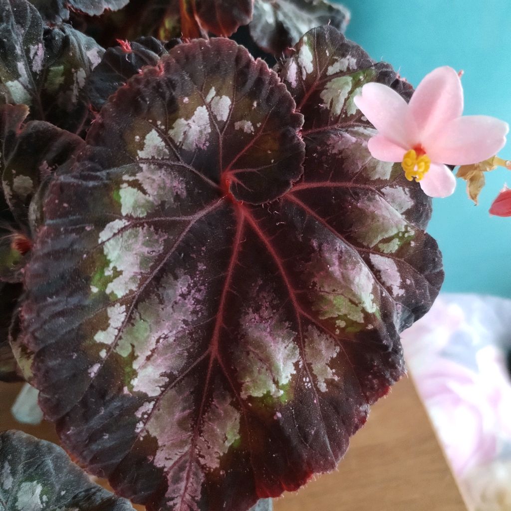 Иконка канала Цветочный Калейдоскоп