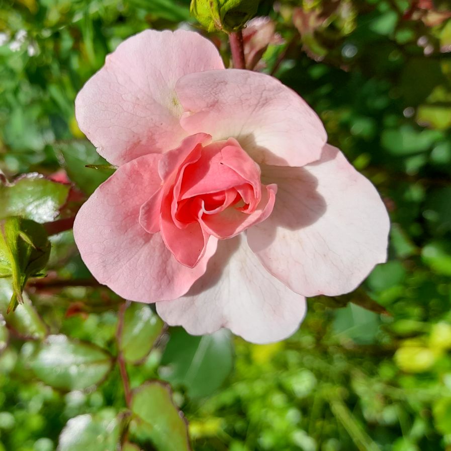 Иконка канала NEV channel42162180