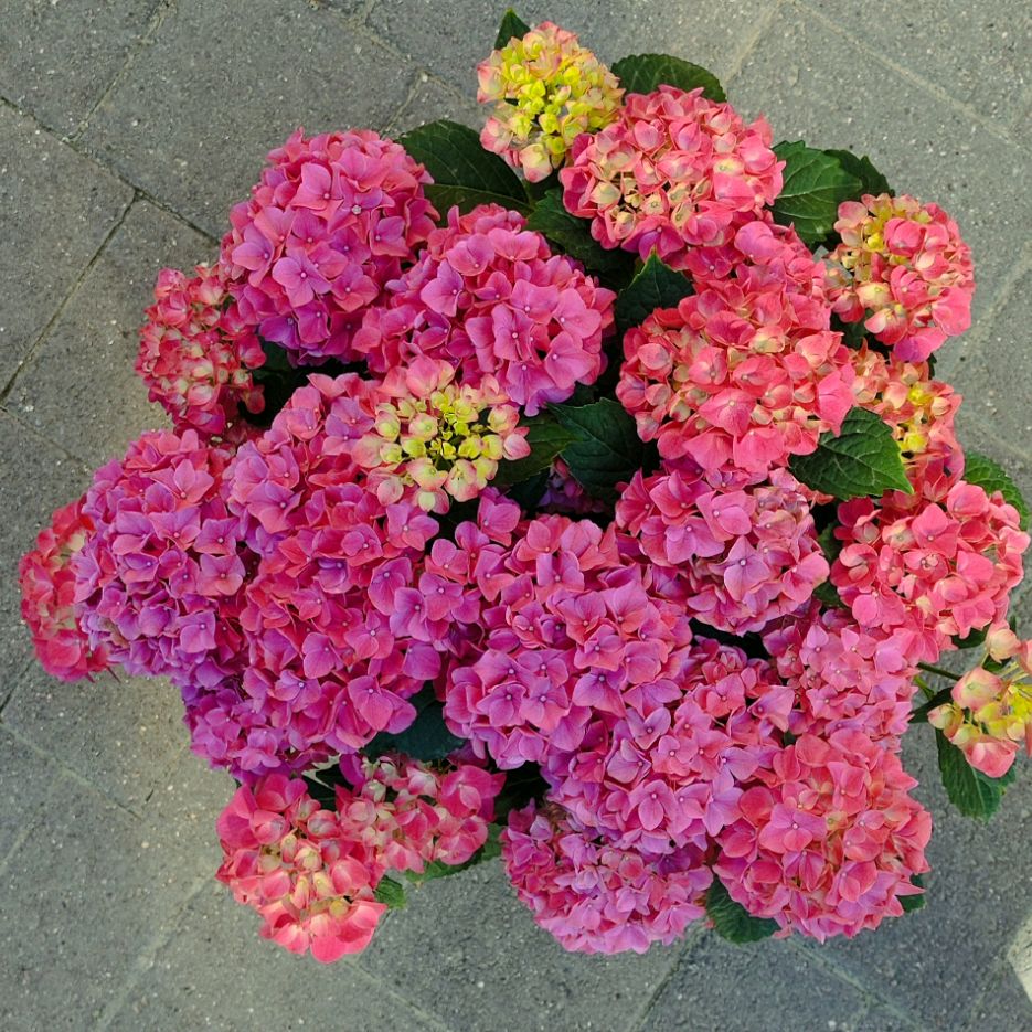 Иконка канала Формула Сада