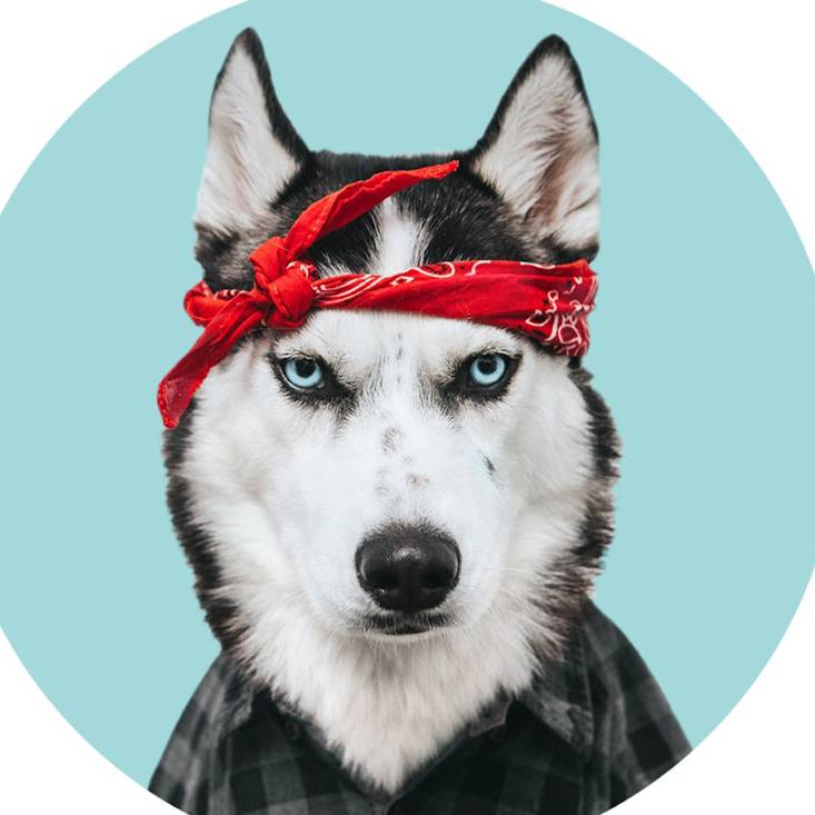 Иконка канала Собаки VS  Кошки