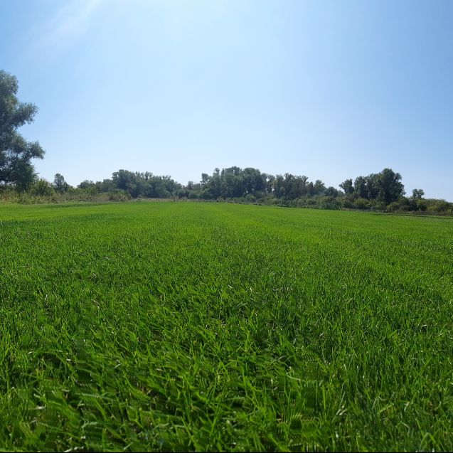 Иконка канала Газоны и Бассейны на вашем участке