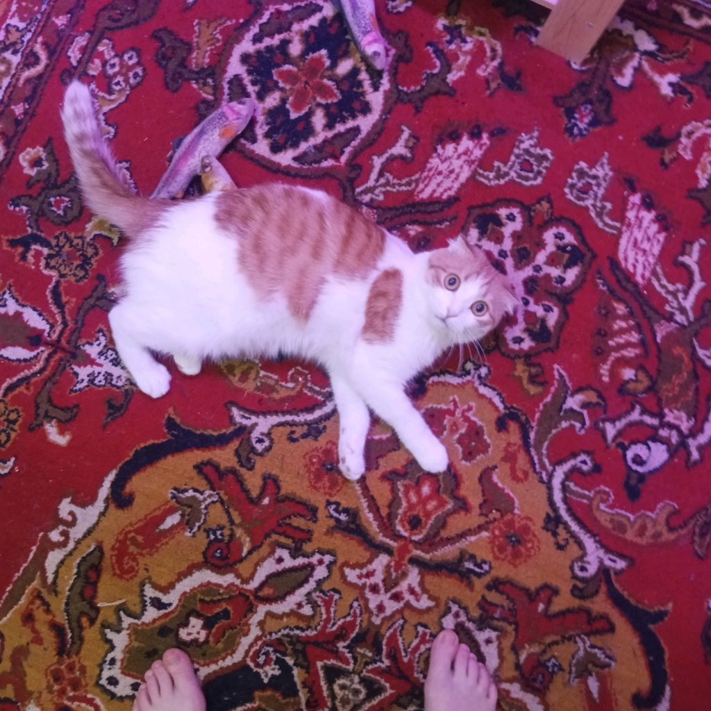 Иконка канала Кот и Я. Зарисовки Из Жизни.