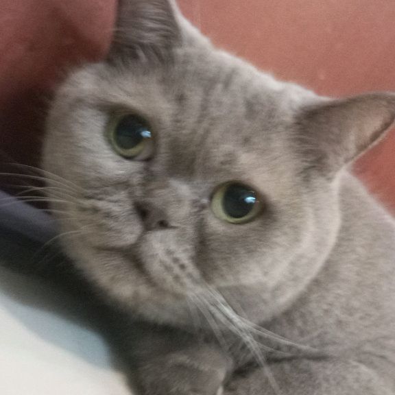 Иконка канала 😽🎹Миссис Дымка💅🏻