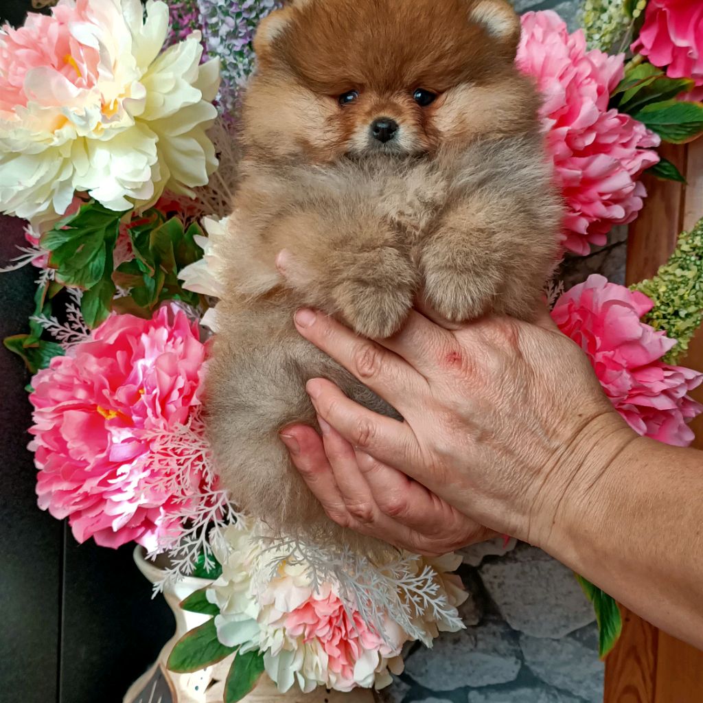 Иконка канала Питомник Летящий шпиц