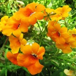 Иконка канала Дача ягодки цветочки