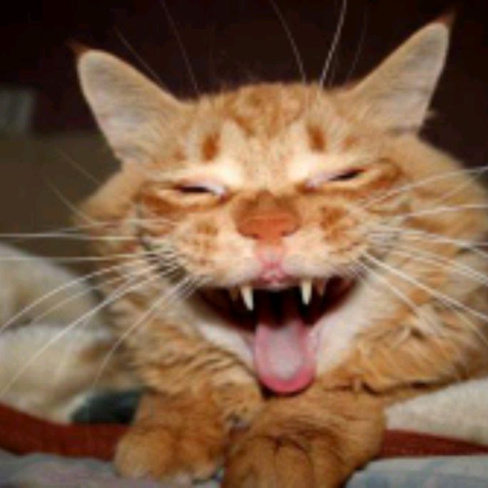 Иконка канала Супер Кот