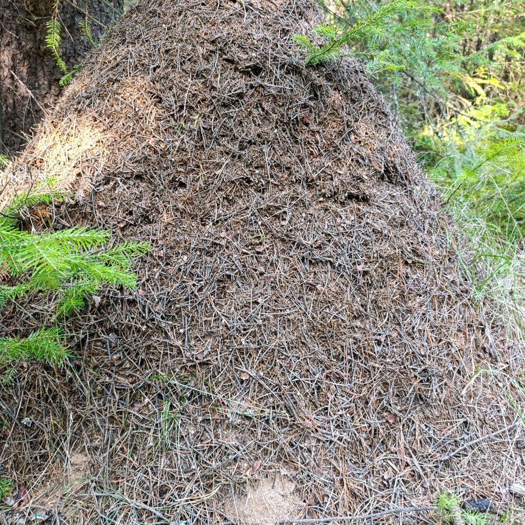 Иконка канала Anthill of Veles