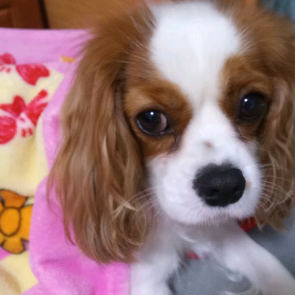 Иконка канала Мои любимцы