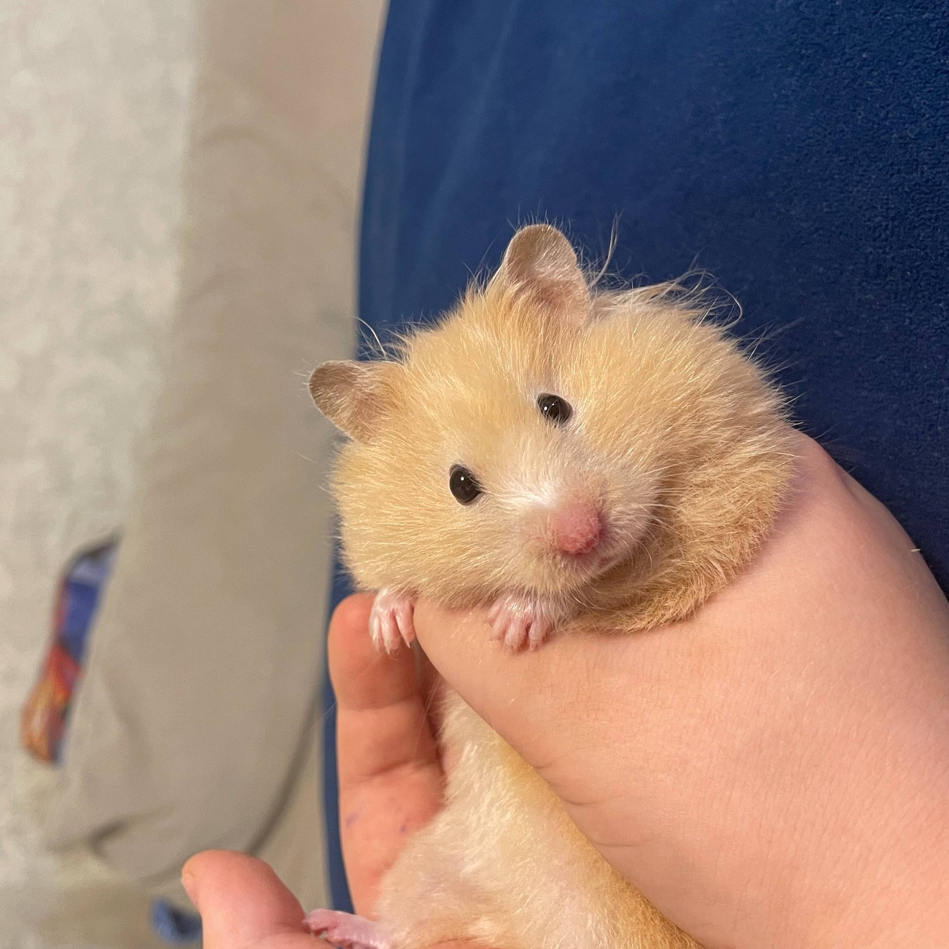 Иконка канала Orange game