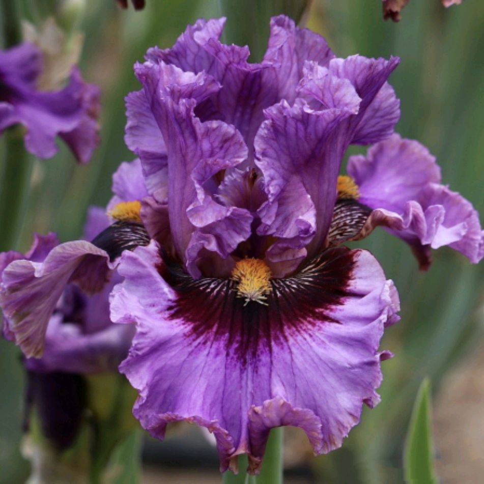 Иконка канала Лариса Драчук - мои ирисы! 🌺🌺🌺