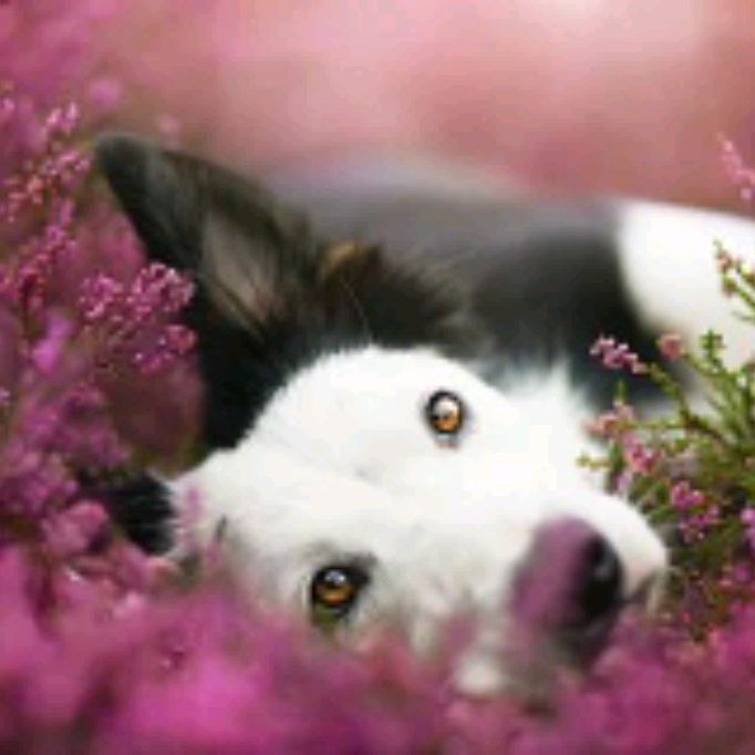 Иконка канала Paper Tail