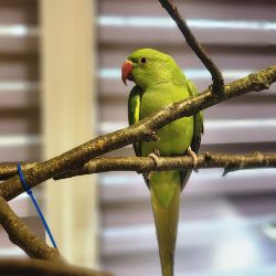 Иконка канала Попугай Рики