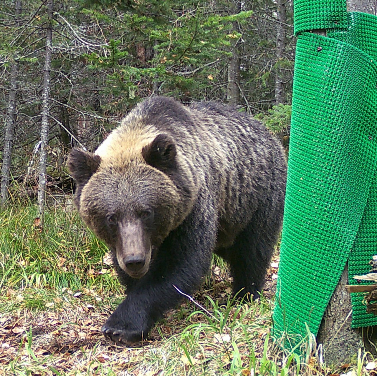 Иконка канала Тайга Красноярья. Фотоловушки