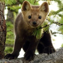 Иконка канала ♐⛲ Соболь    А. 👑 🇷🇺